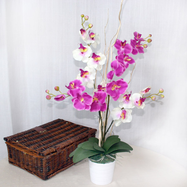 Photo of  Orchids